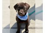 Mix DOG FOR ADOPTION RGADN-1243561 - Scout - Chocolate Labrador Retriever Dog