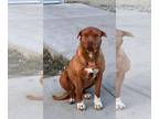American Pit Bull Terrier-Dogue de Bordeaux Mix DOG FOR ADOPTION RGADN-1244687 -