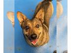 Welsh Corgi Mix DOG FOR ADOPTION RGADN-1247083 - Cohen - Welsh Corgi / Terrier /