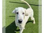 Great Dane Mix DOG FOR ADOPTION RGADN-1247111 - DONALD - Great Dane / Mixed