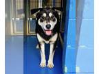 Alaskan Malamute-German Shepherd Dog Mix DOG FOR ADOPTION RGADN-1248270 - Alanis