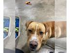 Pointer Mix DOG FOR ADOPTION RGADN-1248958 - Arctic - Pointer / Mixed Dog For