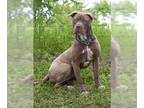 American Staffordshire Terrier Mix DOG FOR ADOPTION RGADN-1249568 - ROSE -