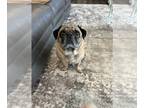 Pug Mix DOG FOR ADOPTION RGADN-1251871 - Bobby - Pug / Mixed Dog For Adoption