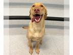 Labrador Retriever DOG FOR ADOPTION RGADN-1252795 - STELLA - Labrador Retriever