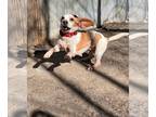 Beagle Mix DOG FOR ADOPTION RGADN-1255081 - Windy - Beagle / Terrier / Mixed Dog