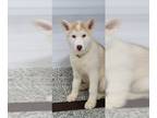Akita-Siberian Husky Mix DOG FOR ADOPTION RGADN-1255500 - AUSTIN - Siberian