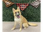 German Shepherd Dog-Siberian Husky Mix DOG FOR ADOPTION RGADN-1256762 - GOUDA -