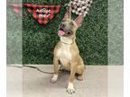 American Staffordshire Terrier DOG FOR ADOPTION RGADN-1257110 - STITCH -