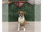 Boxer Mix DOG FOR ADOPTION RGADN-1259336 - SQUIRREL - Boxer / Mixed (short coat)