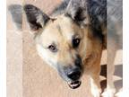 German Shepherd Dog Mix DOG FOR ADOPTION RGADN-1089083 - Sadie - German Shepherd