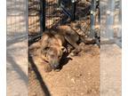Catahoula Leopard Dog-Plott Hound Mix DOG FOR ADOPTION RGADN-1089143 - Hoss -