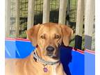 Rhodesian Ridgeback Mix DOG FOR ADOPTION RGADN-1089366 - Decker - Rhodesian