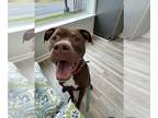 American Pit Bull Terrier Mix DOG FOR ADOPTION RGADN-1089391 - Chamber - Cane