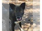 German Shepherd Dog-Siberian Husky Mix DOG FOR ADOPTION RGADN-1089427 - Kai -