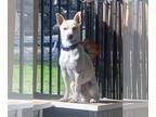 Shiba Inu Mix DOG FOR ADOPTION RGADN-1089964 - Toby - Terrier / Shiba Inu /