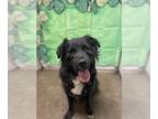 Border Collie Mix DOG FOR ADOPTION RGADN-1091496 - Chico - Flat-coated Retriever