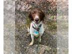 Brittany DOG FOR ADOPTION RGADN-1091745 - VA/Sadie - Brittany (medium coat) Dog