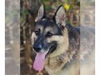 German Shepherd Dog DOG FOR ADOPTION RGADN-1091826 - Rocky - German Shepherd Dog