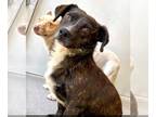 Dachshund-Spaniel Mix DOG FOR ADOPTION RGADN-1091998 - Vegas - Dachshund /