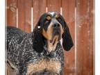 Coonhound Mix DOG FOR ADOPTION RGADN-1092147 - Duncan - Coonhound / Mixed (short