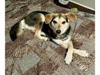 Beagle-German Shepherd Dog Mix DOG FOR ADOPTION RGADN-1092448 - Belle - Beagle /