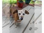 Dachshund DOG FOR ADOPTION RGADN-1092537 - Happy Gilmore - Dachshund (short