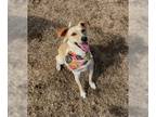 Whippet Mix DOG FOR ADOPTION RGADN-1092579 - PELO - Whippet / Mixed Dog For