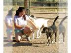 Australian Kelpie Mix DOG FOR ADOPTION RGADN-1092673 - **MONICA - Australian