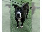 American Pit Bull Terrier-Great Dane Mix DOG FOR ADOPTION RGADN-1093101 - Eros -