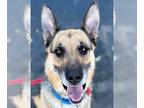 German Shepherd Dog DOG FOR ADOPTION RGADN-1093199 - Jack - Foster or Adopt Me!