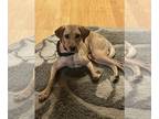 Golden Labrador DOG FOR ADOPTION RGADN-1093223 - Hal, updated with more