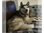 Mix DOG FOR ADOPTION RGADN-1093469 - Tyr - Husky (medium coat) Dog For