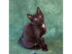 Adopt Colette a Domestic Short Hair