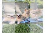Shiranian DOG FOR ADOPTION RGADN-1095280 - Gracie & Stacy - Pomeranian / Shih