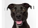 Labrador Retriever Mix DOG FOR ADOPTION RGADN-1095760 - Lily - Terrier /