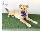 German Shepherd Dog Mix DOG FOR ADOPTION RGADN-1095802 - Anya - German Shepherd