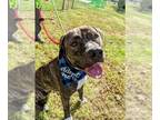 Mountain Cur-Plott Hound Mix DOG FOR ADOPTION RGADN-1096035 - Owen Hill -