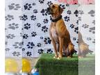 Mastiff DOG FOR ADOPTION RGADN-1096465 - Blaze - Mastiff / Hound Dog For