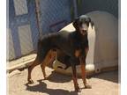 Doberman Pinscher DOG FOR ADOPTION RGADN-1097202 - Dobie - - Doberman Pinscher