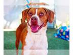 Boston Terrier DOG FOR ADOPTION RGADN-1097311 - Comet-in a foster home - Boston