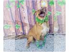 Labrador Retriever-Red Heeler Mix DOG FOR ADOPTION RGADN-1097818 - Juliett - Red