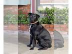 Labmaraner DOG FOR ADOPTION RGADN-1098744 - Rodrick - Labrador Retriever /