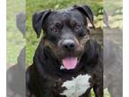 Rottweiler Mix DOG FOR ADOPTION RGADN-1098759 - Gordo - Terrier / Rottweiler /