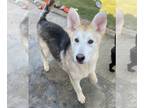 Alaskan Malamute-Huskies Mix DOG FOR ADOPTION RGADN-1098768 - Cody / Goofball2 -