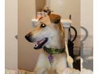 Great Dane Mix DOG FOR ADOPTION RGADN-1098782 - Scooby - Great Dane / Shepherd /