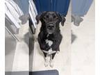 Border Collie-Great Pyrenees Mix DOG FOR ADOPTION RGADN-1099150 - Dwight - Great