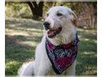 Anatolian Shepherd-Great Pyrenees Mix DOG FOR ADOPTION RGADN-1099415 - Daphne -