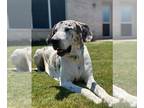 Great Dane Mix DOG FOR ADOPTION RGADN-1100018 - Granny / Jed - Great Dane /