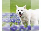 Shiba Inu Mix DOG FOR ADOPTION RGADN-1100258 - Jinny Jinsook - DIAMOND DOG -